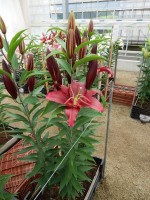 [5338 Petrolia Mak No01.JPG]